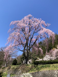 2019-04-15 005